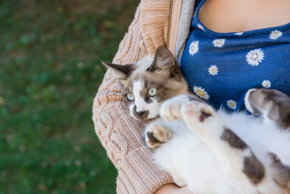 Iubitorii de pisici sunt, în general, mai introvertiţi, mai sensibili, cu vederi mai largi şi cu o tendinţă spre non-conformism, comparativ cu cei care preferă câinii, a indicat un studiu recent.