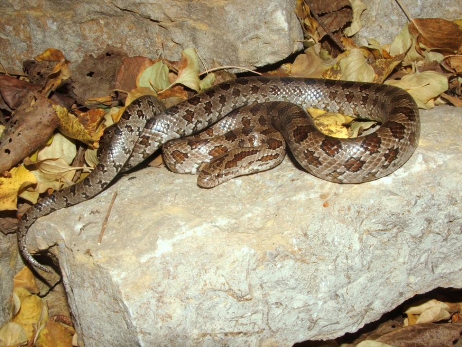 Reptilele nu hibernează precum mamiferele.