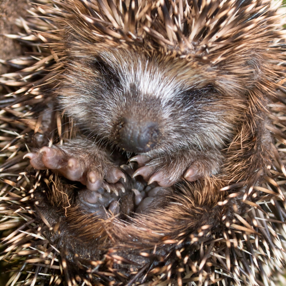 Ariciul este un mamifer care hibernează total.