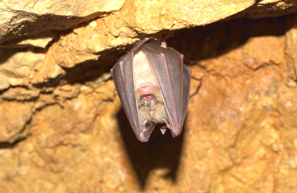 Liliecii hibernează adânc.