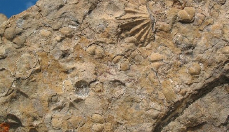 FOTO: iflscience.com