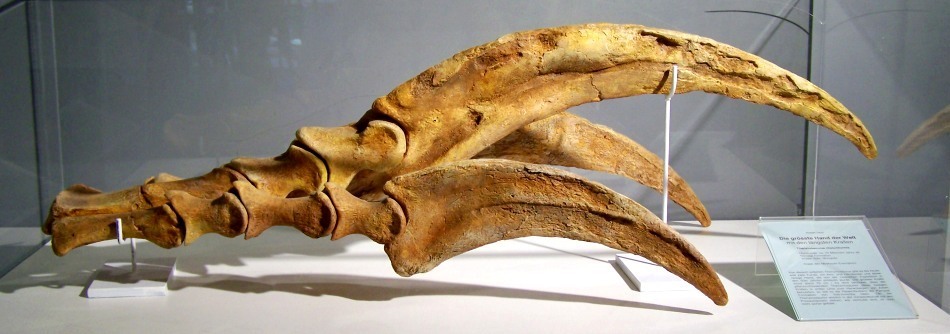 Dinozaurii cu coase -  o familie aparte 