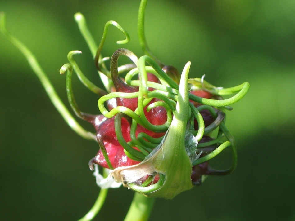 Au plantele inteligenţă?
