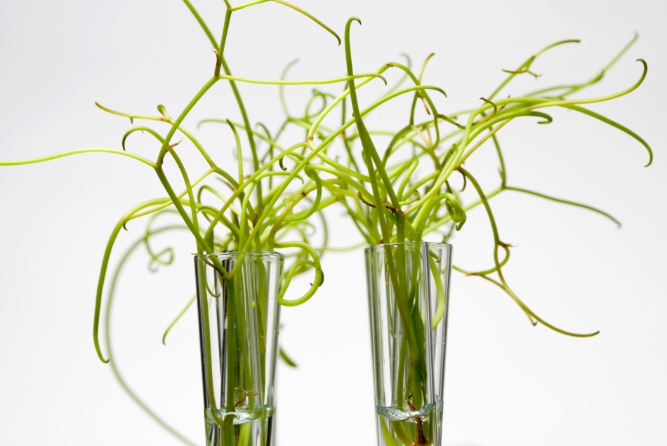 Au plantele inteligenţă?