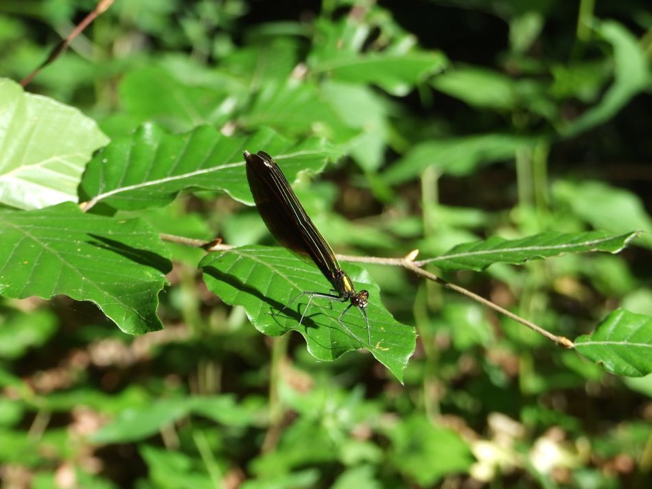  Rezervaţia Cheile Nerei-Beuşniţa şi frumuseţea ei sălbatică