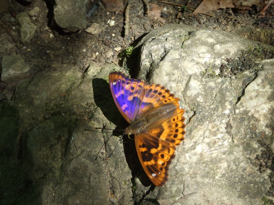  Rezervaţia Cheile Nerei-Beuşniţa şi frumuseţea ei sălbatică