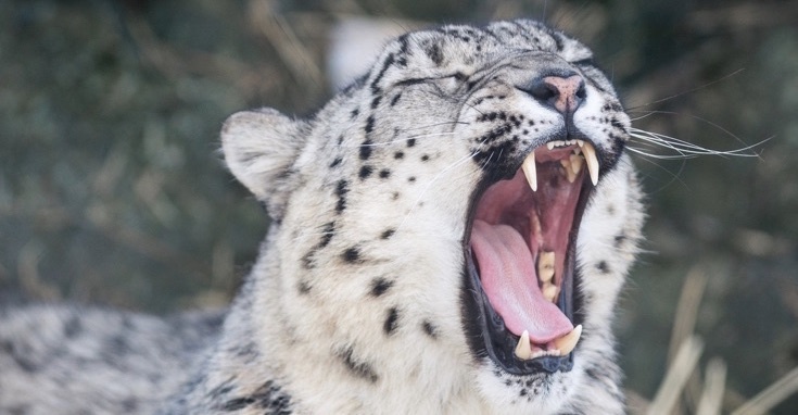 Leopardul zăpezii // Foto: Eric Kilby/Flick