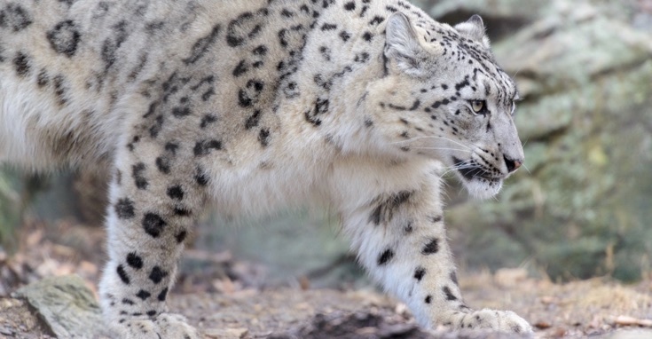 Leopardul zăpezii // Foto: Eric Kilby/Flick