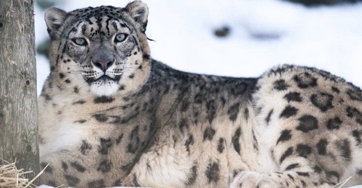 Leopardul zăpezii // Foto: Eric Kilby/Flick