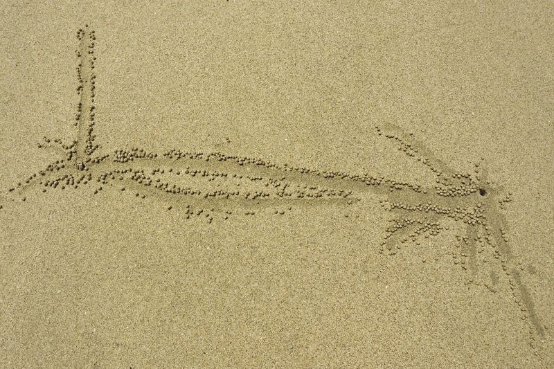 Crabul barbotor de nisip - artistul înnăscut al naturii: 