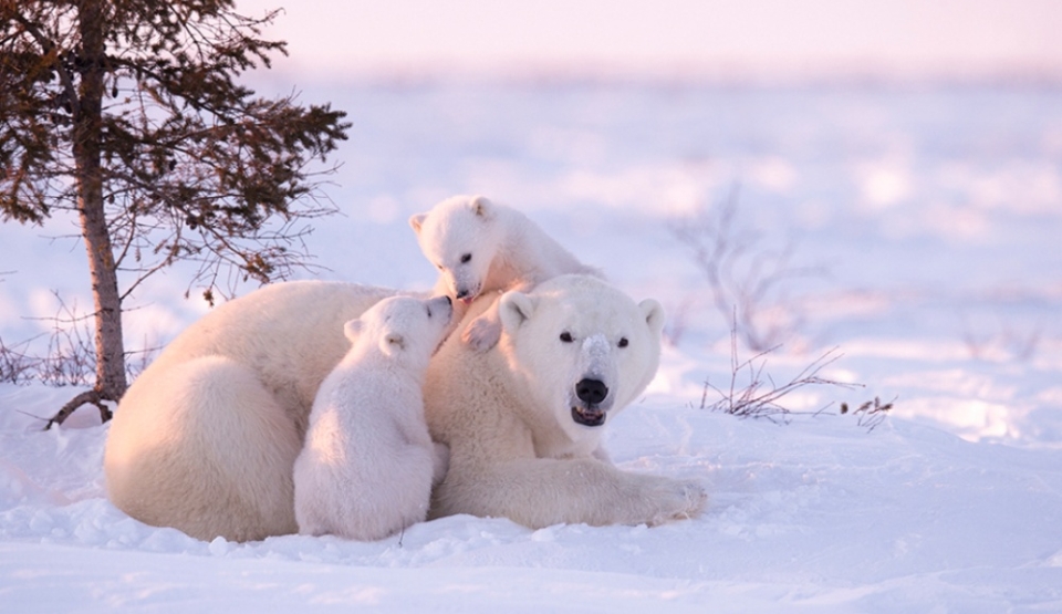 Urşii polari încep să iasă din peşteri împreună cu puii lor de patru luni