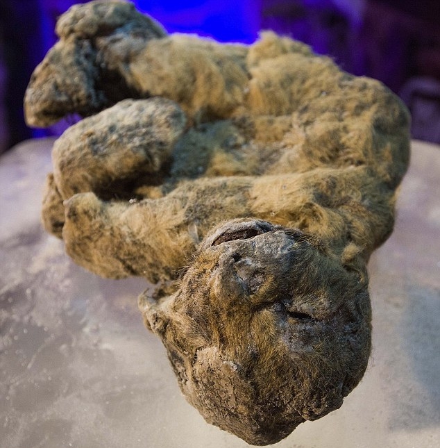 Oamenii de ştiinţă clonează leii de peşteră din Epoca de Piatra.