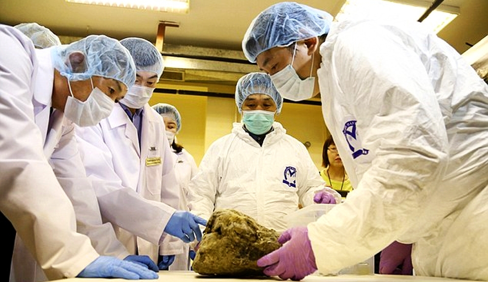 Oamenii de ştiinţă clonează leii de peşteră din Epoca de Piatra.