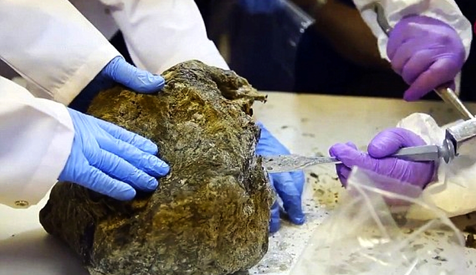 Oamenii de ştiinţă clonează leii de peşteră din Epoca de Piatra.