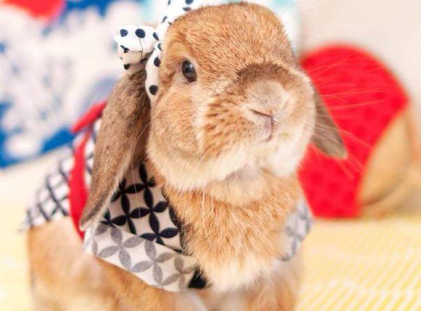 PuiPui, iepuraşul care a făcut senzaţie pe Instagram