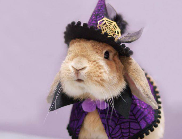 PuiPui, iepuraşul care a făcut senzaţie pe Instagram