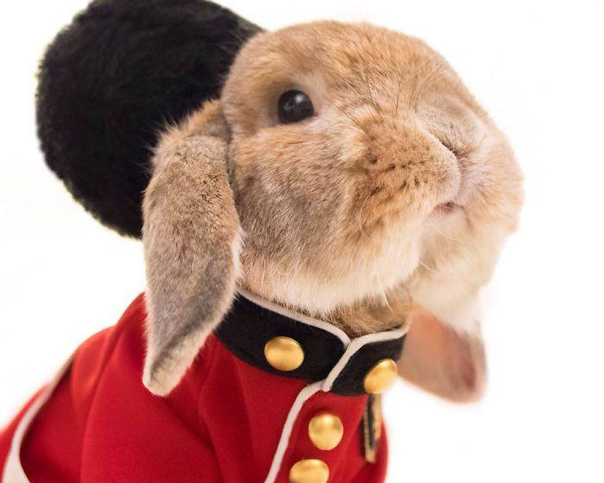 PuiPui, iepuraşul care a făcut senzaţie pe Instagram