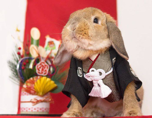 PuiPui, iepuraşul care a făcut senzaţie pe Instagram