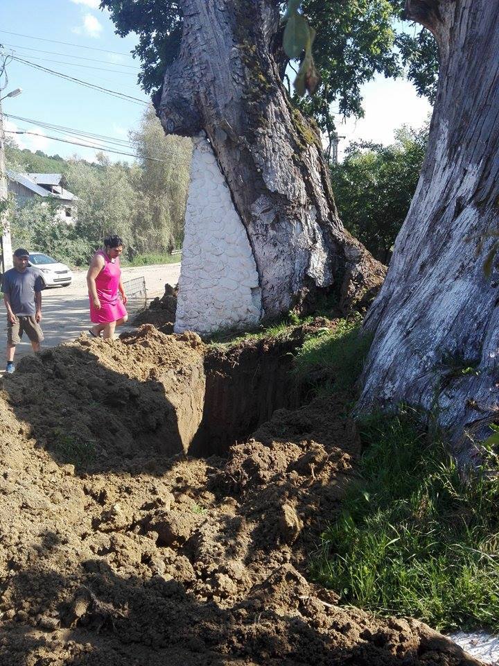 Anchetă în comuna naistului Gheorghe Zamfir după ce rădăcinile arborilor seculari au fost retezate