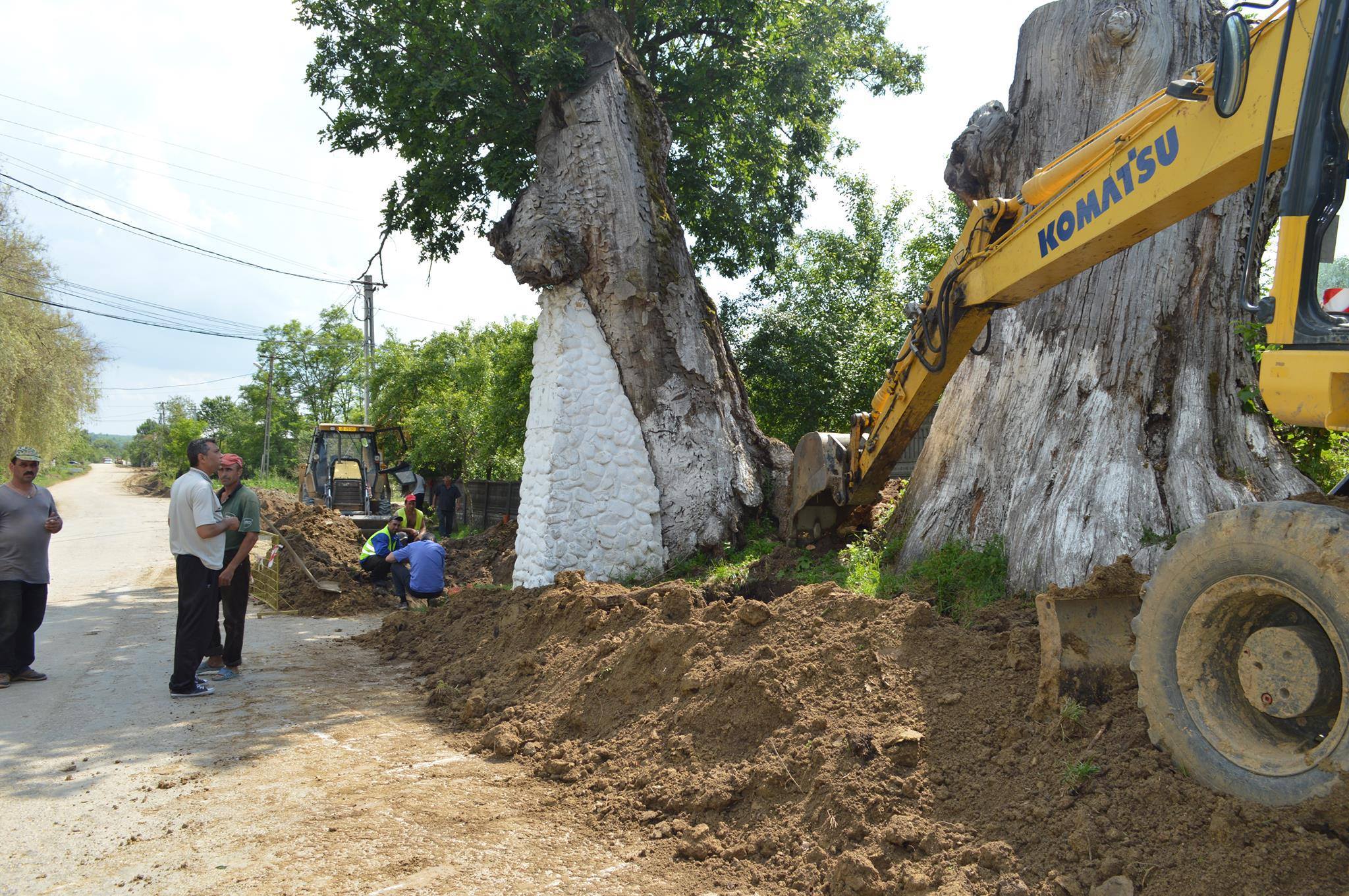Anchetă în comuna naistului Gheorghe Zamfir după ce rădăcinile arborilor seculari au fost retezate
