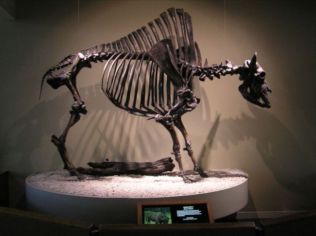 Imagini fascinante ale lacurilor cu bitum de pe insula Trinidad