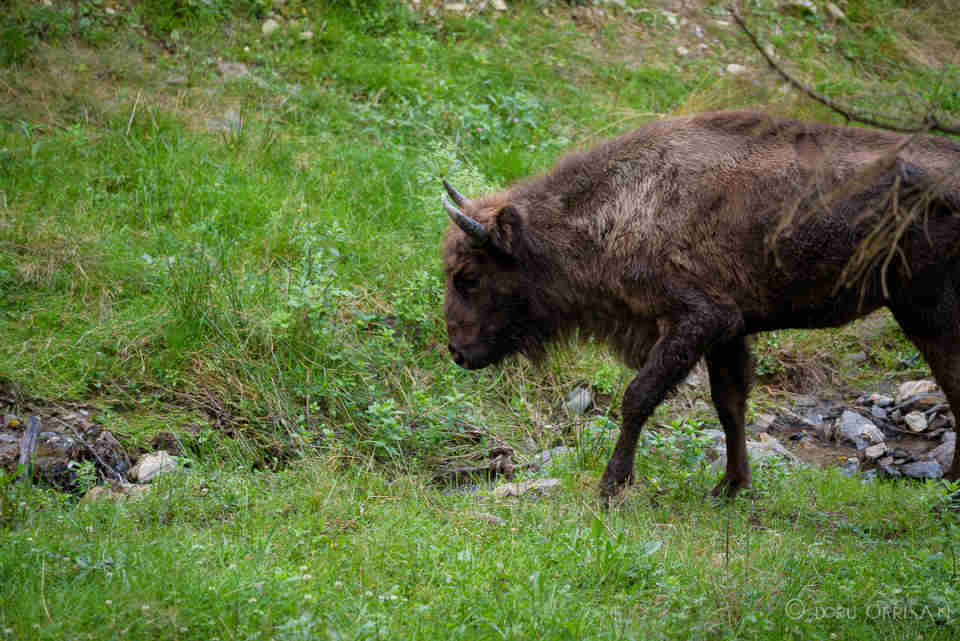 Măgura Zimbrilor, centrul de vizitare şi staţia de cercetare