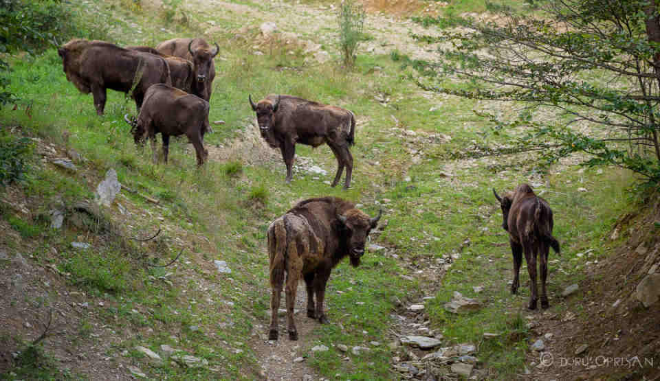 Măgura Zimbrilor, centrul de vizitare şi staţia de cercetare