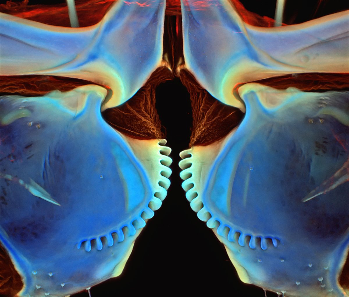 Fotografi IMPRESIONANTE realizate cu un tip special de lentile surprind minunata lume microscopică