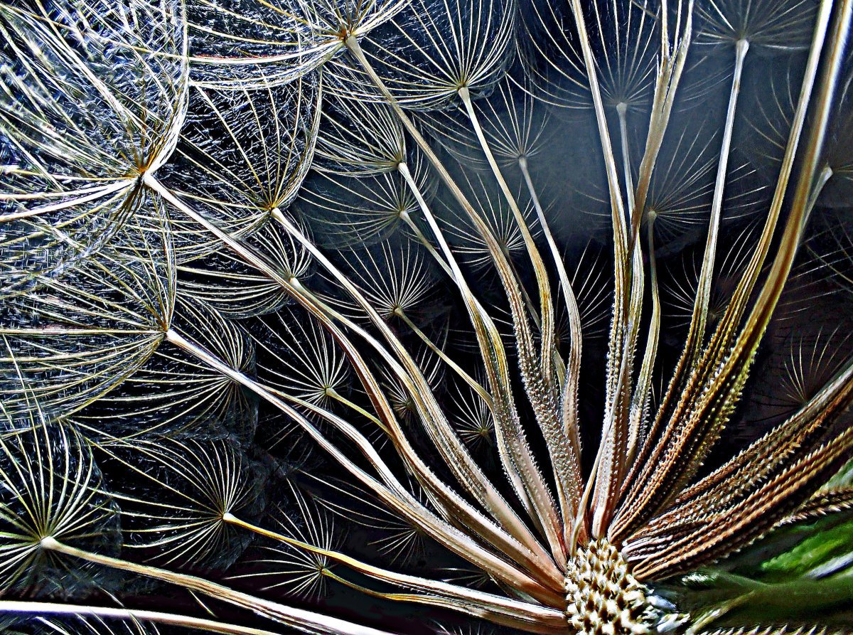 Fotografi IMPRESIONANTE realizate cu un tip special de lentile surprind minunata lume microscopică