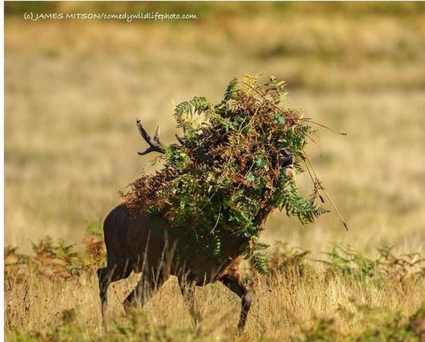 Aceste imagini sunt finalistele Comedy Wildlife Photography Awards 