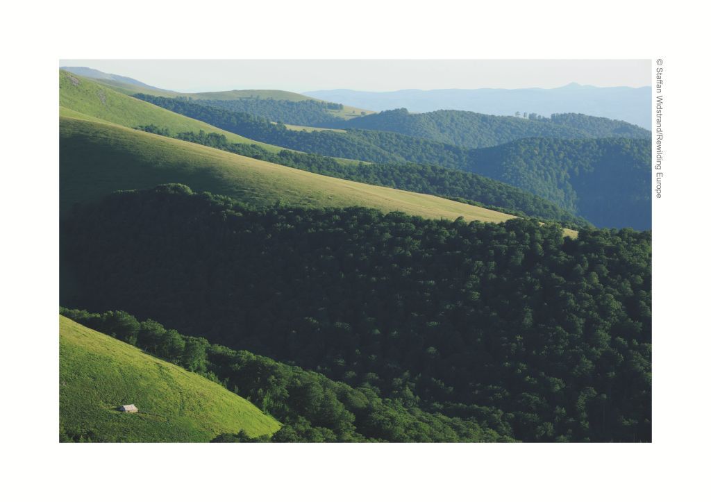 Resălbăticirea zimbrilor în România