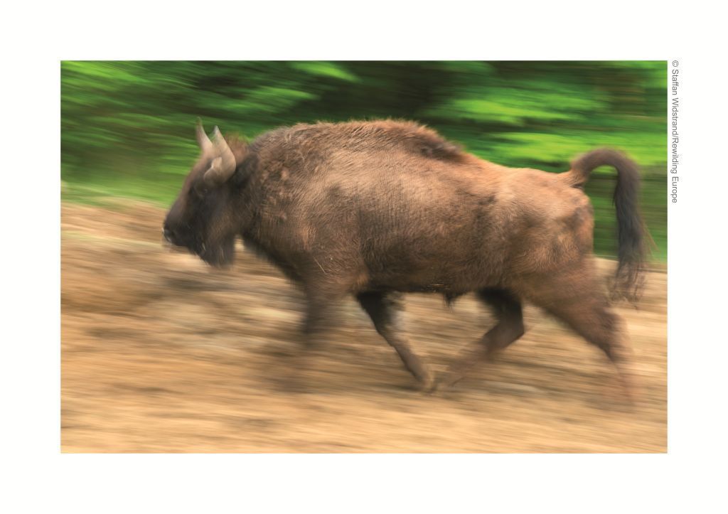 Resălbăticirea zimbrilor în România