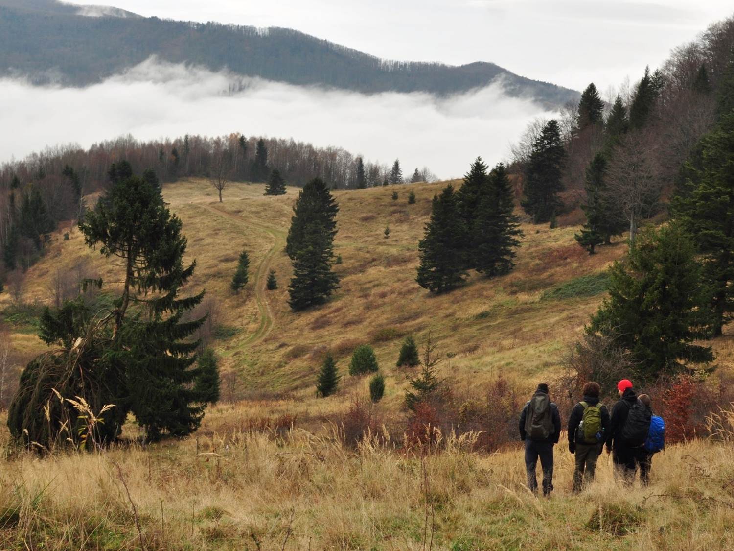 Resălbăticirea zimbrilor în România