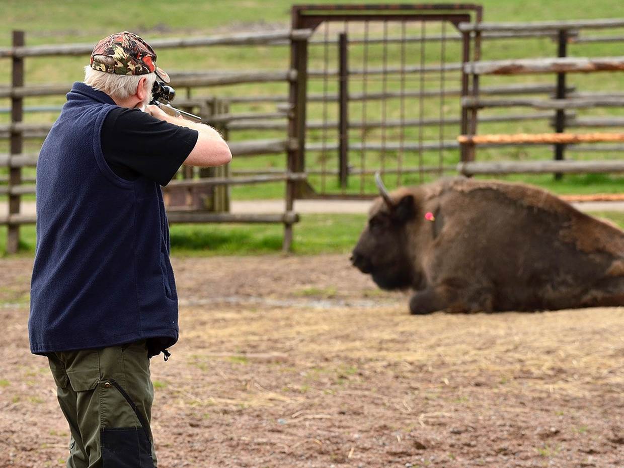 Resălbăticirea zimbrilor în România