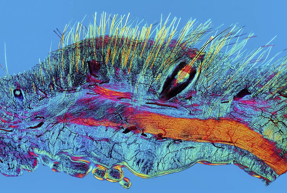Imaginile care transformă ştiinţa în artă
