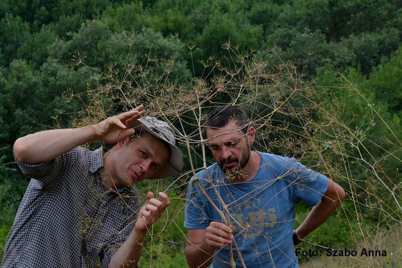 Biologii au identificat o nouă specie de plantă în România