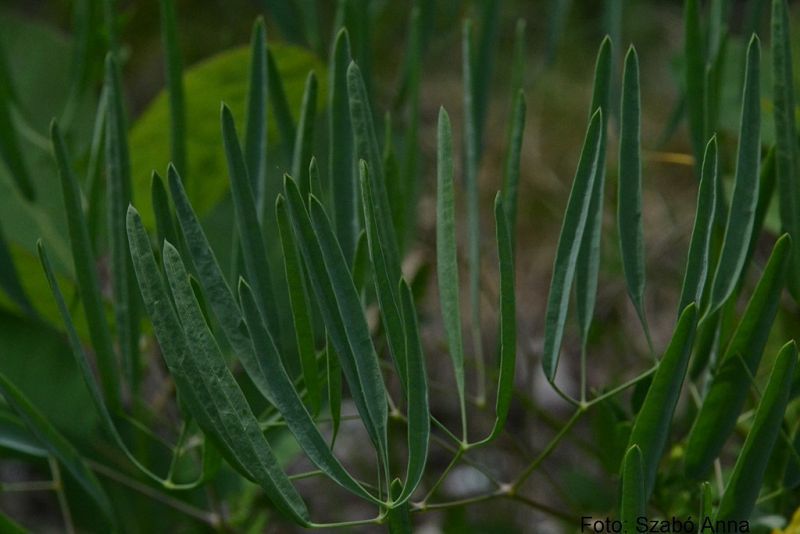 Biologii au identificat o nouă specie de plantă în România
