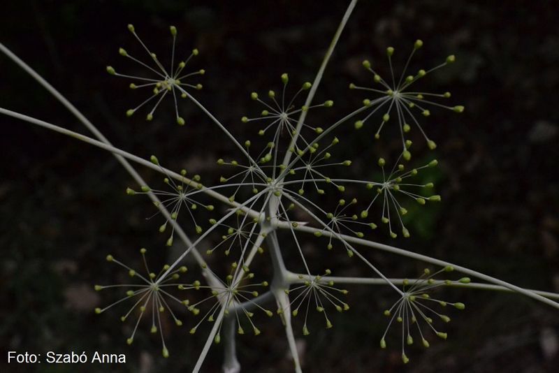 Biologii au identificat o nouă specie de plantă în România