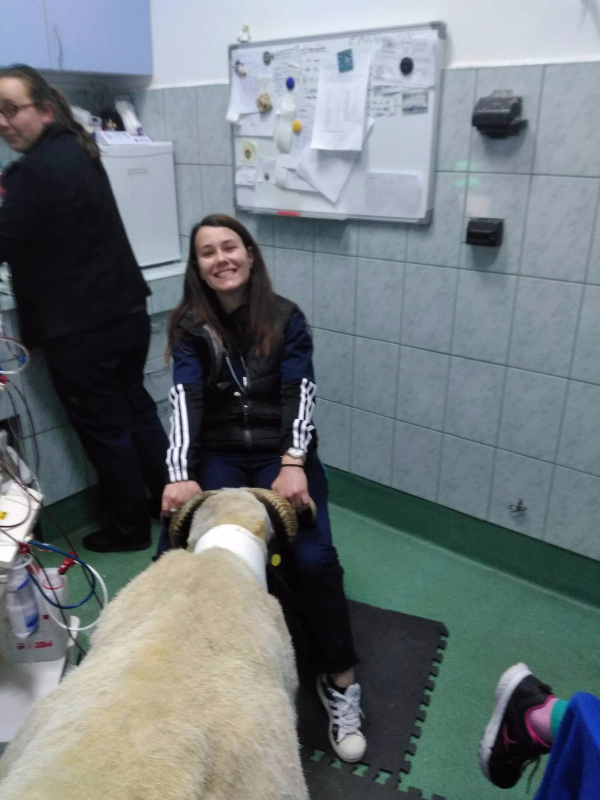 Mircea, un berbec de 120 de kilograme, prima rumegătoare căreia i s-a făcut hemodializă în România