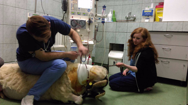 Mircea, un berbec de 120 de kilograme, prima rumegătoare căreia i s-a făcut hemodializă în România