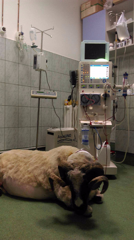 Mircea, un berbec de 120 de kilograme, prima rumegătoare căreia i s-a făcut hemodializă în România