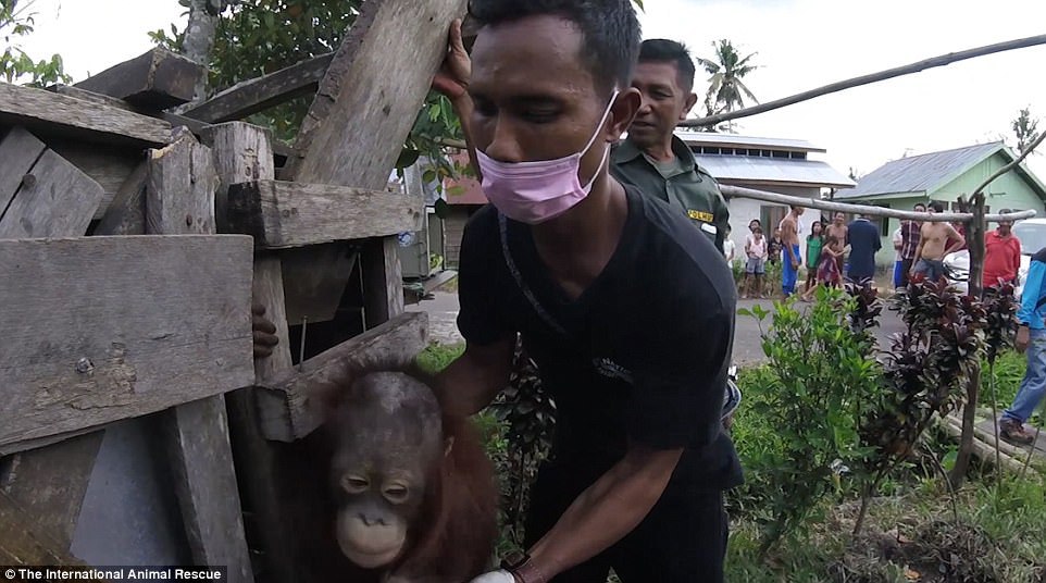 Kotap, urangutanul ţinut prizonier timp de doi ani într-o cutie de lemn 
