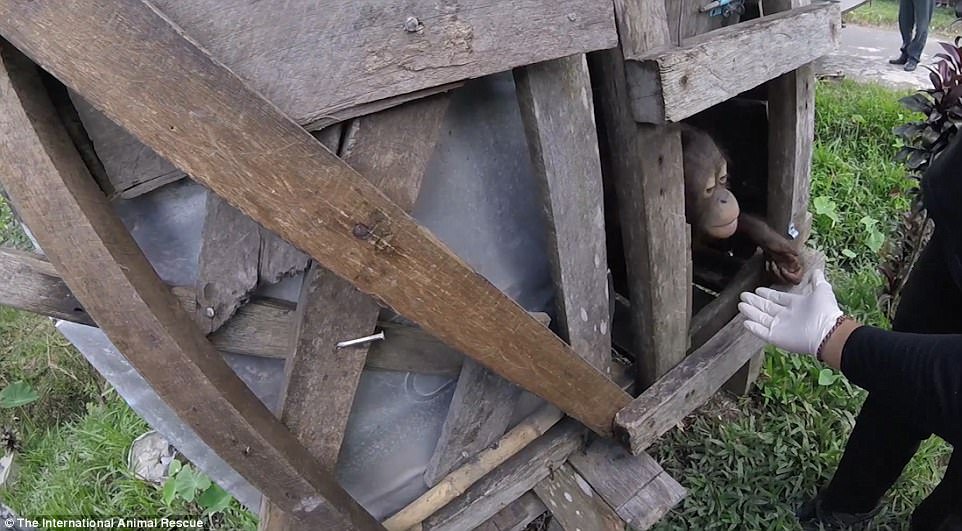 Kotap, urangutanul ţinut prizonier timp de doi ani într-o cutie de lemn 