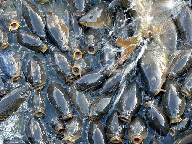 Deversorul din Linesville: Visul oricărui pescar