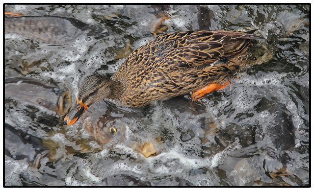 Deversorul din Linesville: Visul oricărui pescar