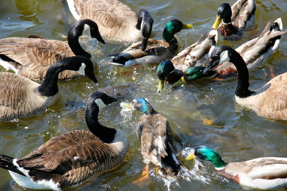 Deversorul din Linesville: Visul oricărui pescar