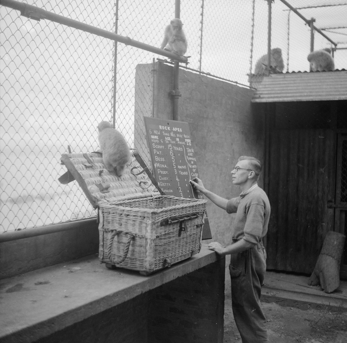 Imagini bizare din perioada celui de-Al Doilea Război Mondial