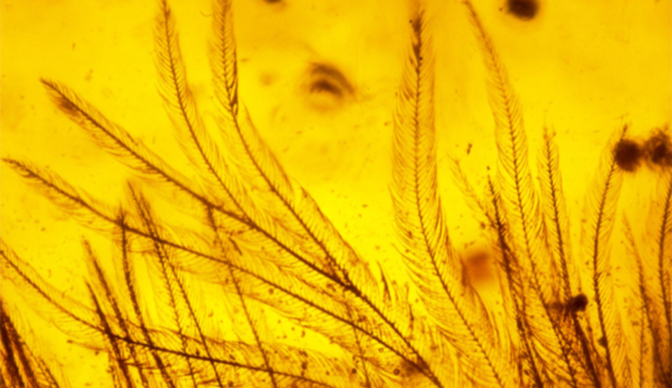 Exemplare spectaculoase de chihlimbar