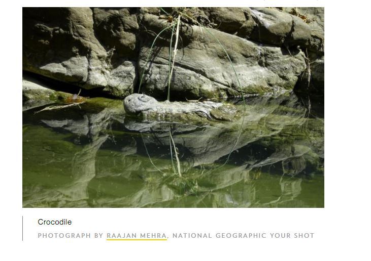 Camuflajul în lumea animală