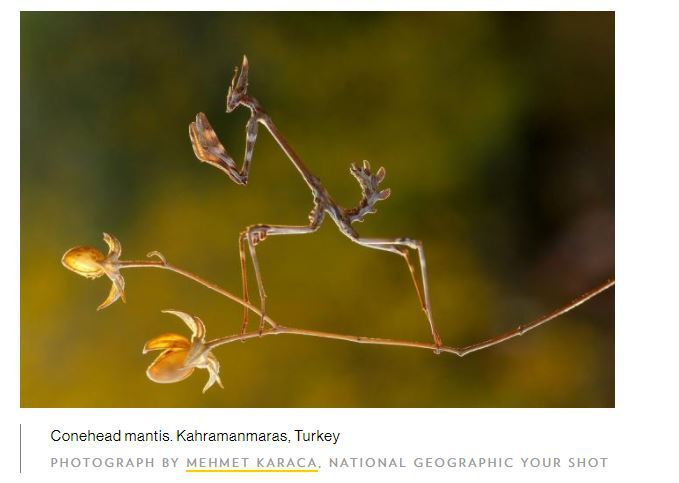 Camuflajul în lumea animală